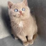 Chatonne british-shorthair-lilac-2-yeux-bleus, gène dominant Blue eyes