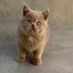 Chatonne british-shorthair-lilac-2-yeux-bleus, gène dominant Blue eyes