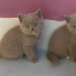 British shorthair lilac , yeux bleus
