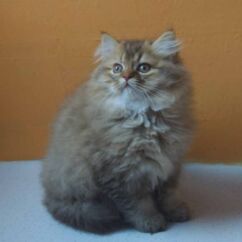 british longhair chocolat golden shaded