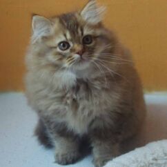 Chaton british longhair chocolat golden shaded