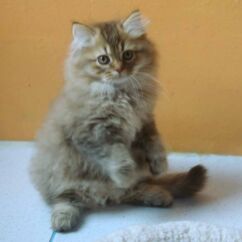 Femelle british longhair chocolat golden shaded