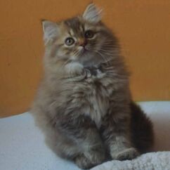 chatonne british longhair chocolat golden shaded