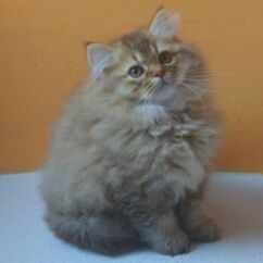 british longhair chocolat golden shaded