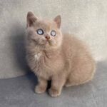 Chatonne british-shorthair-lilac-2-yeux-bleus