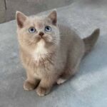 chat british yeux bleus dus au gene dominant blue eyes