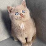 Chatonne british-shorthair-lilac-2-yeux-bleus