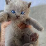 superbes yeux bleus d'une chatonne british shorthair lilac