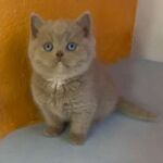Chatonne British aux yeux bleus