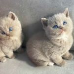 British lilac aux yeux bleus