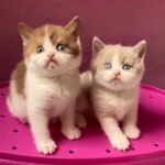 Males british shorthair: 1 fawn et blanc aux 2 yeux bleus et 1 cinnamon et blanc aux yeux vairons (1 oeil bleu)