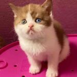 Male british shorthair cinnamon et blanc aux yeux vairons (1 oeil bleu)