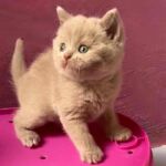 Male british shorthair fawn yeux classiques