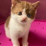 Male british shorthair cinnamon et blanc aux yeux vairons (1 oeil bleu)