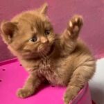 femelle british shorthair cinnamon aux yeux classiques