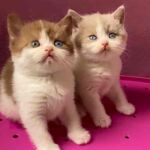 Males british shorthair: 1 fawn et blanc aux 2 yeux bleus et 1 cinnamon et blanc aux yeux vairons (1 oeil bleu)
