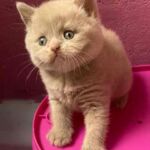 Male british shorthair fawn yeux classiques