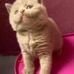 Male british shorthair fawn yeux classiques