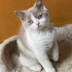 Chaton British shorthair Mâle bicolore, fawn et blanc avec les 2 yeux bleus