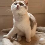 Chaton British shorthair Mâle bicolore, fawn et blanc avec les 2 yeux bleus