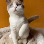 Chaton British shorthair Mâle bicolore, fawn et blanc avec les 2 yeux bleus