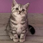 Chaton british shorthair black silver blotched tabby Chaton british shorthair black silver blotched tabby