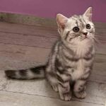 Chaton british shorthair black silver blotched tabby Chaton british shorthair black silver blotched tabby