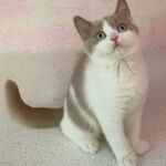 Chaton British shorthair Mâle bicolore, fawn et blanc avec les 2 yeux bleus