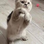 Chatonne british shorthair black silver blotched tabby point Chatonne british shorthair black silver blotched tabby point