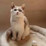 Chaton British shorthair Mâle bicolore, fawn et blanc avec les 2 yeux bleus