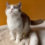Chaton British shorthair Mâle bicolore, fawn et blanc avec les 2 yeux bleus