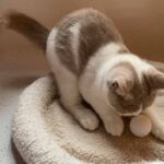 Chaton British shorthair Mâle bicolore, fawn et blanc avec les 2 yeux bleus