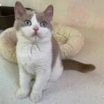 Chaton British shorthair Mâle bicolore, fawn et blanc avec les 2 yeux bleus