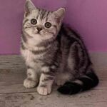Chaton british shorthair black silver blotched tabby Chaton british shorthair black silver blotched tabby