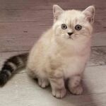 Chatonne british shorthair black silver blotched tabby point Chatonne british shorthair black silver blotched tabby point