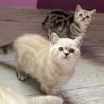 Chatons british shorthair black silver blotched tabby Chatons british shorthair black silver blotched tabby