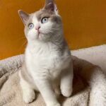 Chaton British shorthair Mâle bicolore, fawn et blanc avec les 2 yeux bleus