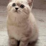 Chatonne british shorthair black silver blotched tabby point Chatonne british shorthair black silver blotched tabby point