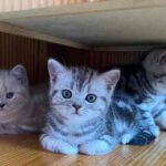 Chatons british shorthair black silver blotched tabby Chaton british shorthair black silver blotched tabby