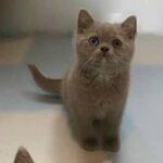 Chaton british lilac gène dominant yeux bleus Chaton british lilac gène dominant yeux bleus
