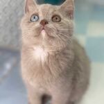 Chaton british shorthair lilac avec les yeux vairons dûs au gène Dominant Blue Eyes DBE Chaton british shorthair lilac avec les yeux vairons dûs au gène Dominant Blue Eyes DBE