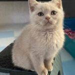 Chaton british shorthair lilac avec les yeux classiques Chaton british shorthair lilac avec les yeux classiques