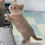 Chaton british shorthair lilac avec les yeux vairons dûs au gène Dominant Blue Eyes DBE Chaton british shorthair lilac avec les yeux vairons dûs au gène Dominant Blue Eyes DBE