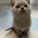 Chatonne british lilac yeux classiques Chatonne british lilac yeux classiques