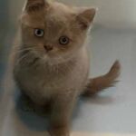Chaton british shorthair lilac avec les yeux vairons dûs au gène Dominant Blue Eyes DBE Chaton british shorthair lilac avec les yeux vairons dûs au gène Dominant Blue Eyes DBE