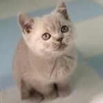 Chatonne british lilac yeux classiques Chatonne british lilac yeux classiques