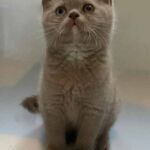 Chaton british shorthair lilac avec les yeux vairons dûs au gène Dominant Blue Eyes DBE Chaton british shorthair lilac avec les yeux vairons dûs au gène Dominant Blue Eyes DBE