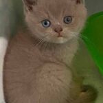 Chaton british shorthair lilac avec les yeux vairons dûs au gène Dominant Blue Eyes DBE Chaton british shorthair lilac avec les yeux vairons dûs au gène Dominant Blue Eyes DBE