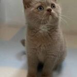 Chaton british shorthair lilac avec les yeux vairons dûs au gène Dominant Blue Eyes DBE Chaton british shorthair lilac avec les yeux vairons dûs au gène Dominant Blue Eyes DBE
