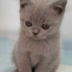 Chatonne british lilac yeux classiques Chatonne british lilac yeux classiques